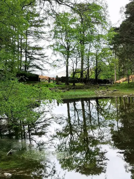 湖のある森の垂直ショットと日光の緑の葉を持つ背の高い木 — ストック写真