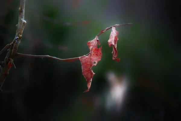 Eine Nahaufnahme Von Einem Roten Getrockneten Blättern Mit Verschwommenem Hintergrund — Stockfoto