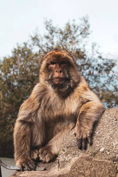 Ein Affe Der Auf Einem Felsen Hockt — Stockfoto