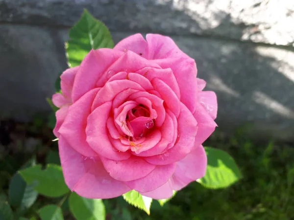 Μια Κοντινή Φωτογραφία Ενός Ροζ Τριαντάφυλλου Έναν Κήπο — Φωτογραφία Αρχείου