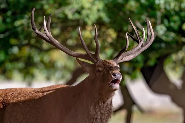 在英国 一头长着鹿角的大红鹿在田野里咆哮 — 图库照片