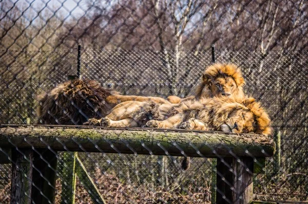 Крупный План Спящих Бодрствующих Львов Panthera Leo Металлической Сеткой Забора — стоковое фото