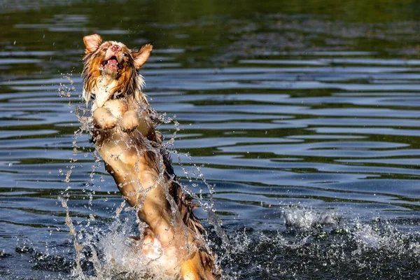 Roztomilý Hravý Pes Plavající Jezeře Parku — Stock fotografie