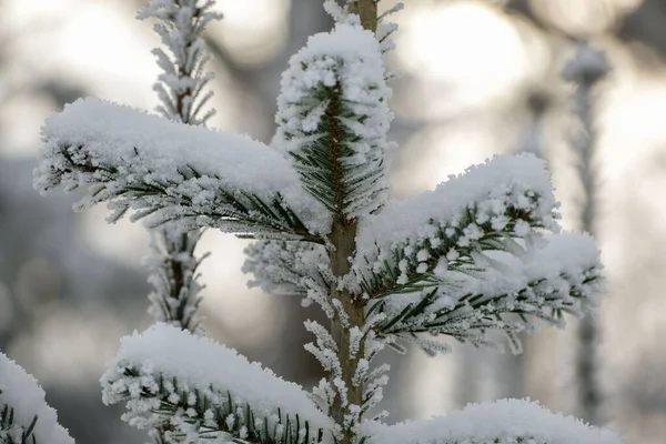Zbliżenie Gałęzi Sosny Zielonymi Liśćmi Pokrytymi Śniegiem Rozmytym Tle — Zdjęcie stockowe