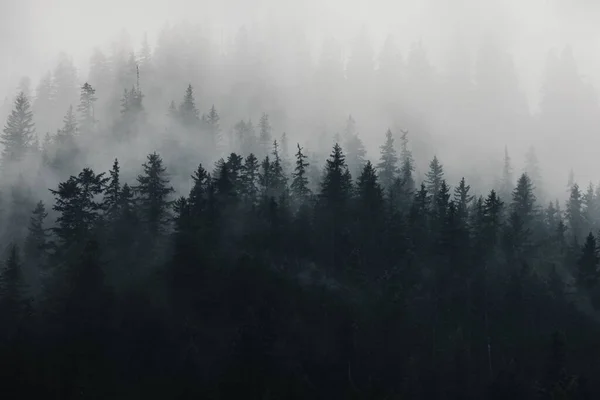 在雾蒙蒙的天气里俯瞰着茂密的深绿色森林 阴暗而神秘的墙纸 — 图库照片