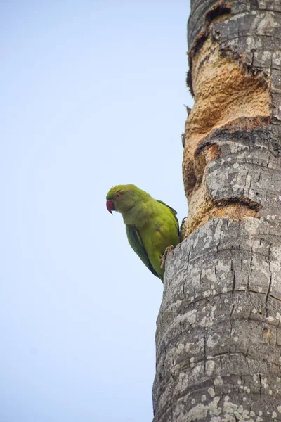 Close Shot Rose Ringed Parakeet Perched Tree Trunk Blurred Background — Stock Photo, Image