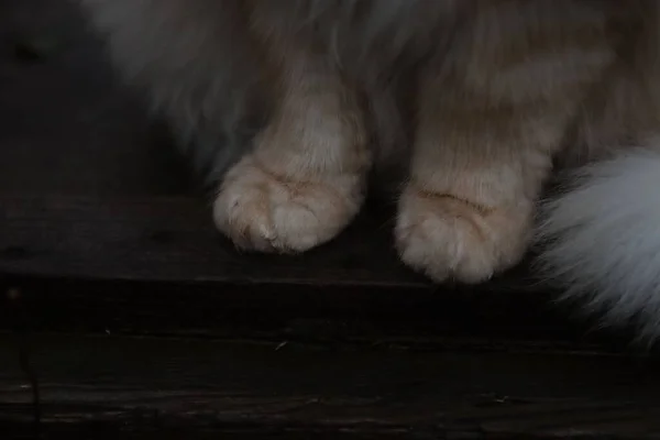 Primo Piano Delle Zampe Simpatico Gatto Siberiano — Foto Stock
