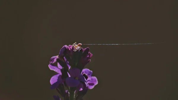 一只蜘蛛在紫色花朵上的特写镜头 — 图库照片