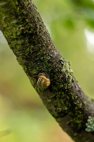在白天 一只蜗牛在长满苔藓的树干上垂直拍摄的照片 — 图库照片