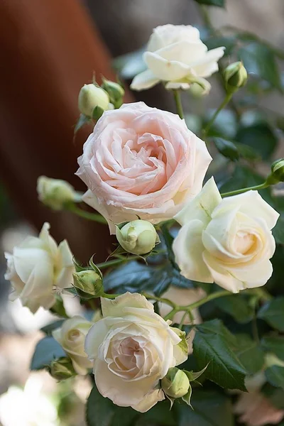 Vertical Closeup Beautiful Rose Flowers Garden — Stock Photo, Image