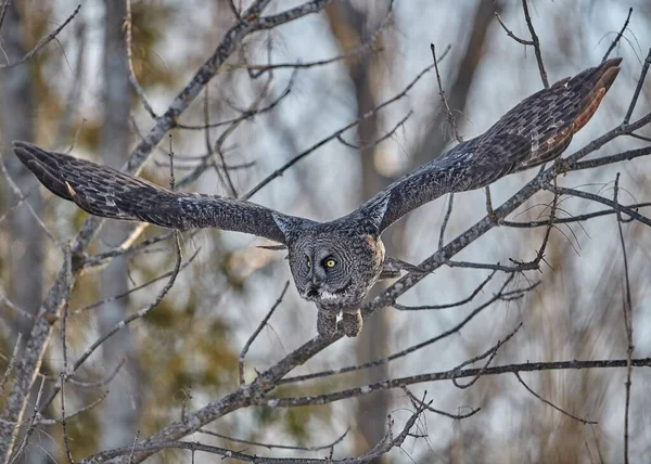 一只灰色的大猫头鹰 斑纹星云 在树上飞舞的特写镜头 — 图库照片