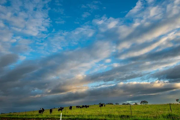 Una Vista Panoramica Campo Verde Una Zona Rurale Cielo Nuvoloso — Foto Stock