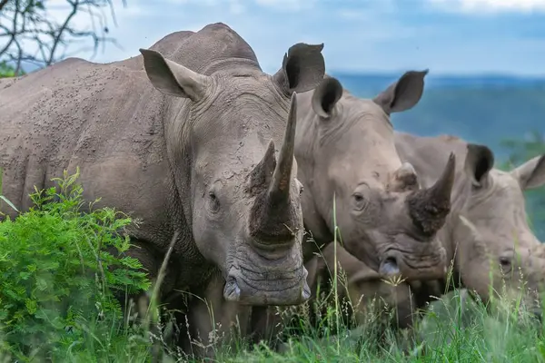 Les Rhinocéros Blancs État Sauvage Afrique — Photo