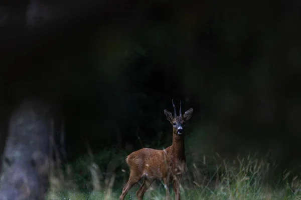 一只鹿站在瑞典森林里 在黑暗的背景下看着摄像机 — 图库照片