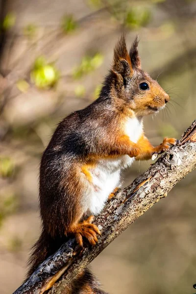 다람쥐가 나뭇가지에 띄었다 — 스톡 사진