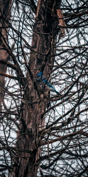 Egy Kis Kék Szajkó Egy Csupasz Ágain Kanadai Huron Natural — Stock Fotó