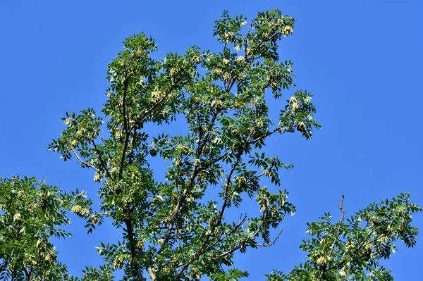 Mavi Gökyüzüne Karşı Yeşil Yapraklı Bir Ağaç — Stok fotoğraf
