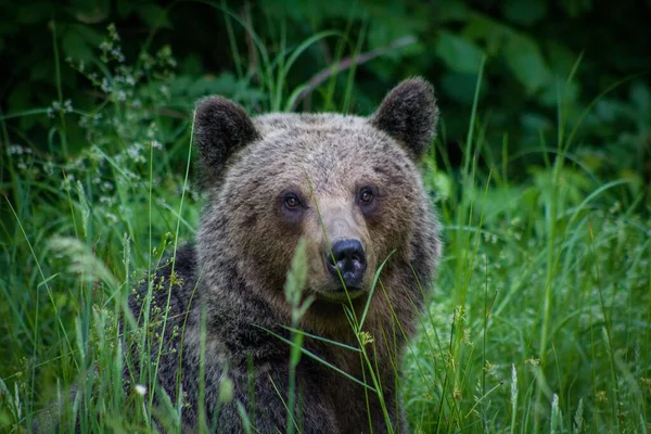 Close Urso Grizzly Sentado Grama Com Fundo Embaçado — Fotografia de Stock