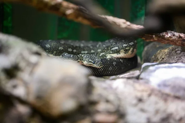 オーストラリアのシドニーにある動物園の爬虫類の家のPythonはその囲いの中でコイル状になりました — ストック写真