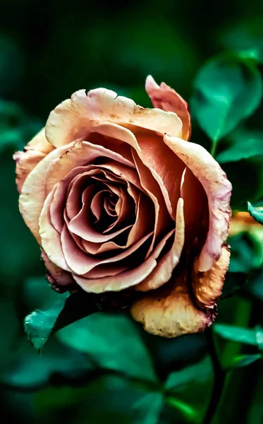 Крупним Планом Троянда Зеленому Фоні Природи — стокове фото