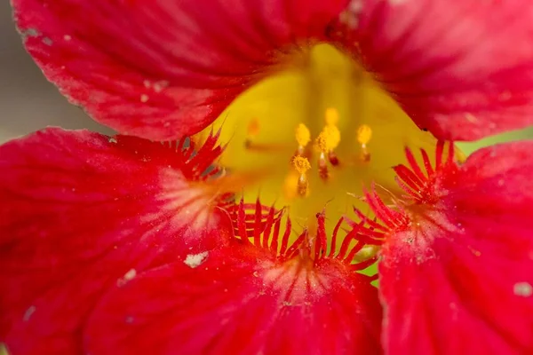 Çiçek Açmış Kırmızı Çiçeğin Yakın Çekimi — Stok fotoğraf