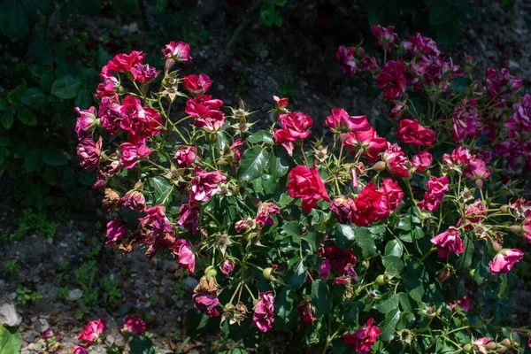 Μια Ροζ Μαραμένη Τριανταφυλλιά Στον Κήπο Κάτω Από Φως Του — Φωτογραφία Αρχείου