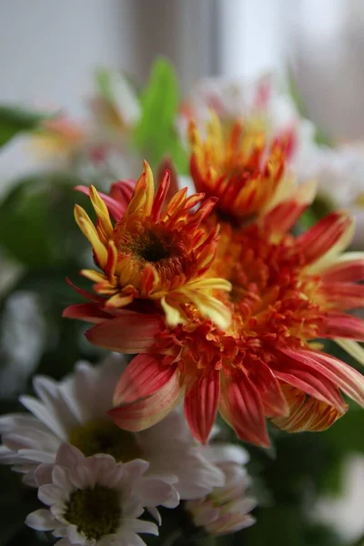 Tiro Close Vertical Belas Flores Laranja Daisy — Fotografia de Stock
