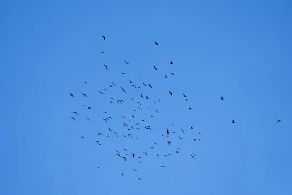 Прекрасний Вид Зграї Птахів Літають Блакитному Небі — стокове фото