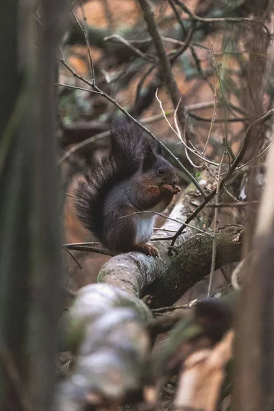 Vertical Closeup Adorable Squirrel Tree Branch Park — Stock Photo, Image