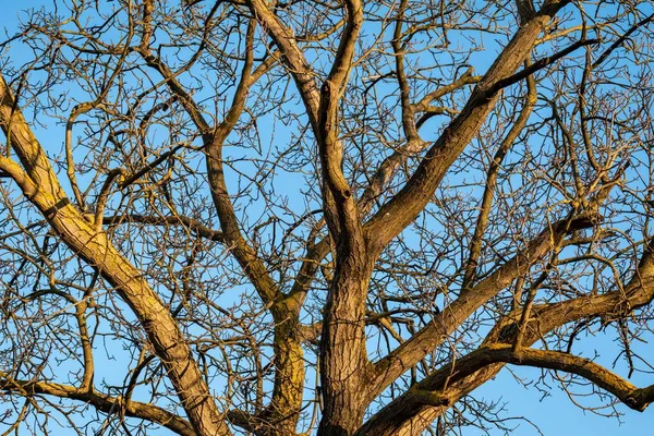 Zbliżenie Ujęcie Gałęzi Drzewa Wczesną Wiosną — Zdjęcie stockowe