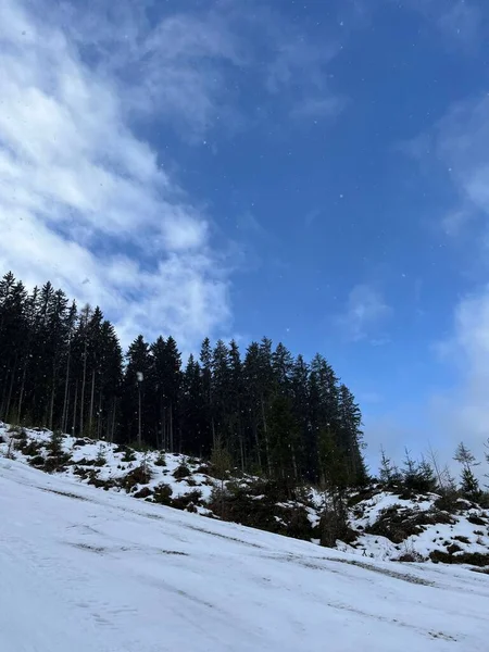 Вертикальный Снимок Леса Снежном Склоне Горы Облачным Небом — стоковое фото