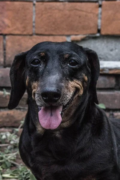 Nahaufnahme Eines Glücklichen Dackelhundes Canis Mit Einer Ziegelsteinmauer Hintergrund — Stockfoto