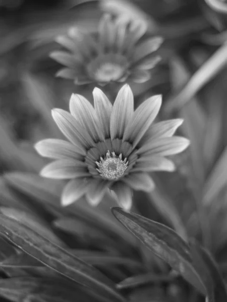 Eine Selektive Fokusaufnahme Einer Blühenden Blume Graustufen — Stockfoto
