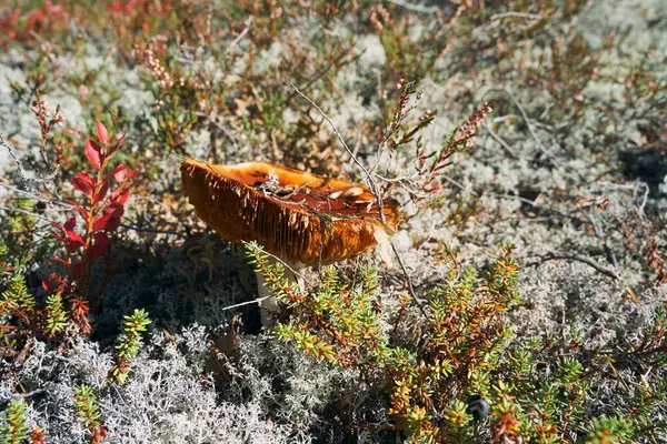 Kırsal Bir Alanda Yosun Yetişen Turuncu Mantarın Yakın Plan Çekimi — Stok fotoğraf