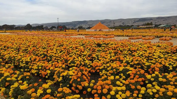 Grande Campo Marigolds Laranja Tagetes Com Colinas Fundo Sob Céu — Fotografia de Stock