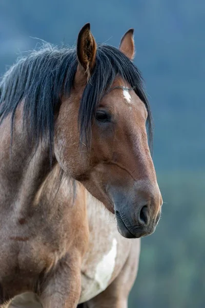 Colpo Verticale Bel Cavallo Bruno Uno Sfondo Naturale Sfocato — Foto Stock