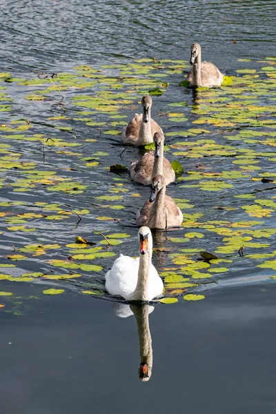 Disparo Vertical Grupo Cisnes Nadando Estanque —  Fotos de Stock