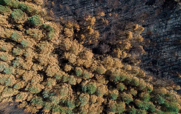 Orman Yangınıyla Yanmış Bir Ormanın Havadan Görünüşü — Stok fotoğraf