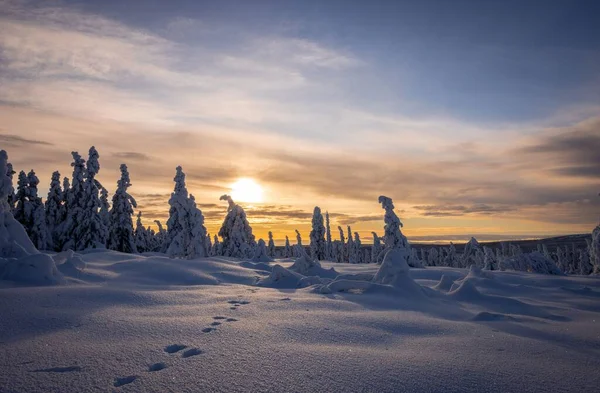 Сонце Освітлює Ялинки Полі Вкритому Снігом Відбитками Ньому — стокове фото