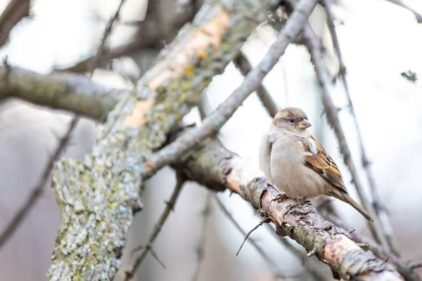 House Sparrow Așezat Ramură Fundal Neclar — Fotografie, imagine de stoc
