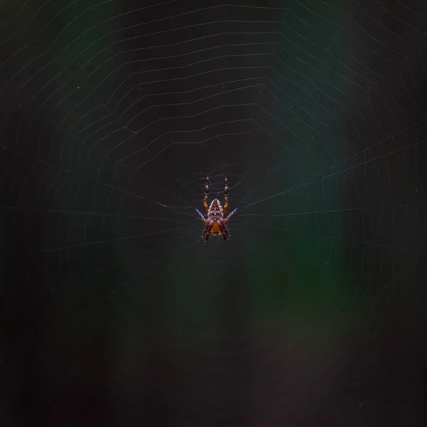 一张挂在蜘蛛网上的欧洲花园蜘蛛的特写照片 — 图库照片