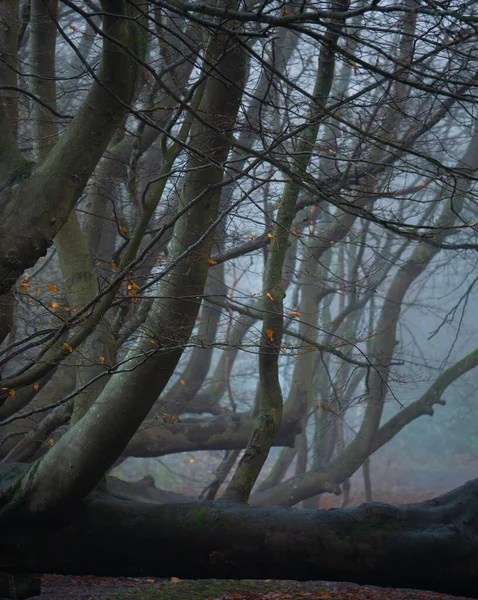 朝霧に覆われた白樺の木のクローズアップ — ストック写真