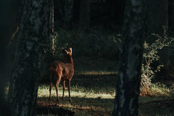 Cerf Seul Debout Dans Forêt Suédoise Regardant Autour Lui — Photo