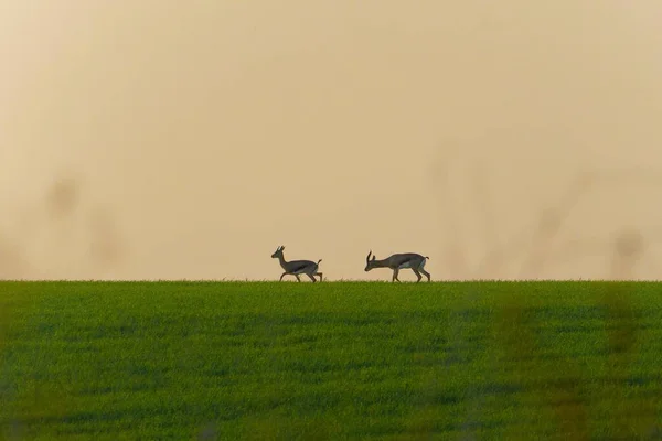 Couple Gazelles Running Green Field — Stock Photo, Image