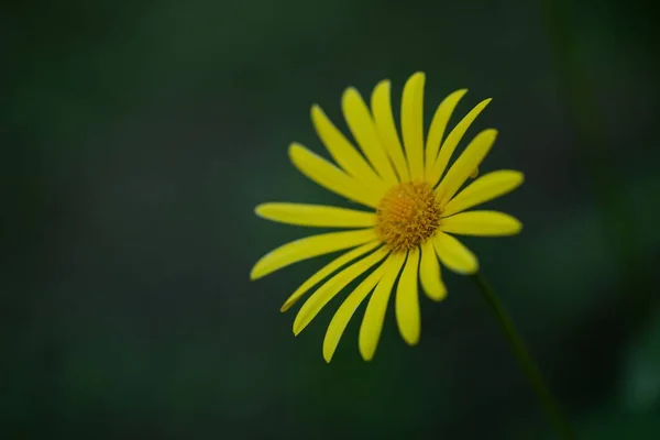 Zbliżenie Ujęcie Żółtego Lamparta Zmora Doronicum Orientale Kwiat Zielonym Tle — Zdjęcie stockowe