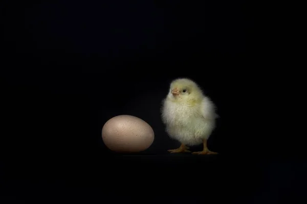 Baby Kyckling Nära Ett Ägg Svart Bakgrund — Stockfoto