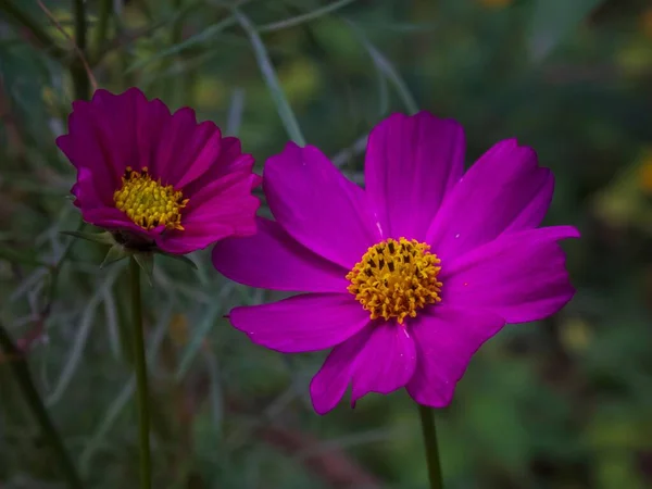 Piękny Widok Cosmos Kwiat Ogrodzie — Zdjęcie stockowe