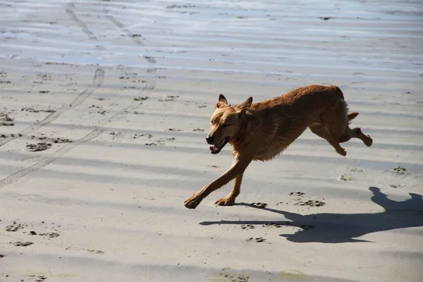 在沙滩上一只跑着的棕色肉饼狗的图片 — 图库照片