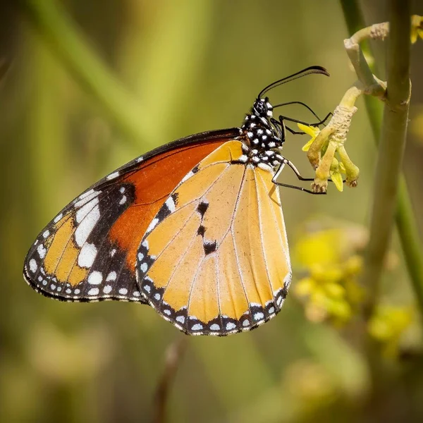 Макроснимок Простой Тигровой Бабочки Сидящей Растении Солнечный День Пустыня Дубай — стоковое фото