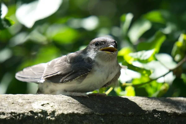 Zbliżenie Ujęcie Ślicznego Ptaszka Otwartym Dziobem Siedzącym Kamiennym Ogrodzeniu — Zdjęcie stockowe